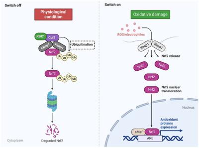 Dual role of Nrf2 signaling in hepatocellular carcinoma: promoting development, immune evasion, and therapeutic challenges
